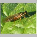 Sargus bipunctatus - Dungwaffenfliege 04.jpg